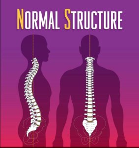 Normal Spine Structure